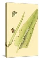 Surinam Butterflies, Moths and Caterpillars-Jan Sepp-Stretched Canvas