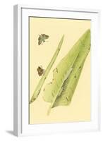 Surinam Butterflies, Moths and Caterpillars-Jan Sepp-Framed Art Print