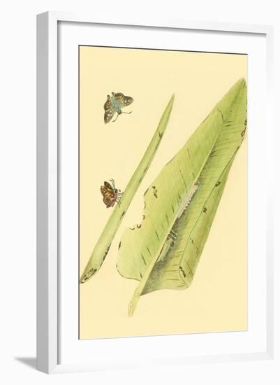 Surinam Butterflies, Moths and Caterpillars-Jan Sepp-Framed Art Print