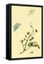 Surinam Butterflies, Moths and Caterpillars-Jan Sepp-Framed Stretched Canvas