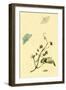 Surinam Butterflies, Moths and Caterpillars-Jan Sepp-Framed Art Print