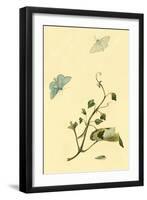 Surinam Butterflies, Moths and Caterpillars-Jan Sepp-Framed Art Print