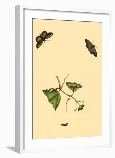 Surinam Butterflies, Moths and Caterpillars-Jan Sepp-Framed Art Print