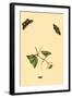 Surinam Butterflies, Moths and Caterpillars-Jan Sepp-Framed Art Print