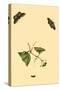 Surinam Butterflies, Moths and Caterpillars-Jan Sepp-Stretched Canvas