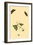 Surinam Butterflies, Moths and Caterpillars-Jan Sepp-Framed Art Print