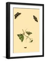 Surinam Butterflies, Moths and Caterpillars-Jan Sepp-Framed Art Print