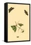 Surinam Butterflies, Moths and Caterpillars-Jan Sepp-Framed Stretched Canvas