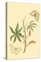 Surinam Butterflies, Moths and Caterpillars-Jan Sepp-Stretched Canvas