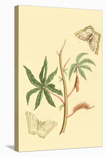 Surinam Butterflies, Moths and Caterpillars-Jan Sepp-Stretched Canvas