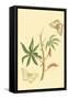 Surinam Butterflies, Moths and Caterpillars-Jan Sepp-Framed Stretched Canvas