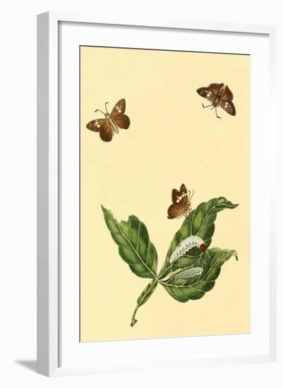 Surinam Butterflies, Moths and Caterpillars-Jan Sepp-Framed Art Print