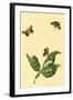 Surinam Butterflies, Moths and Caterpillars-Jan Sepp-Framed Art Print