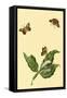 Surinam Butterflies, Moths and Caterpillars-Jan Sepp-Framed Stretched Canvas