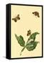 Surinam Butterflies, Moths and Caterpillars-Jan Sepp-Framed Stretched Canvas