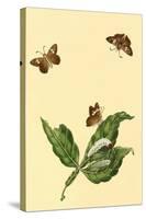 Surinam Butterflies, Moths and Caterpillars-Jan Sepp-Stretched Canvas