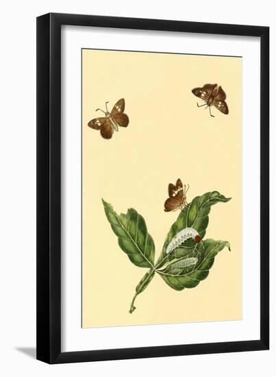 Surinam Butterflies, Moths and Caterpillars-Jan Sepp-Framed Art Print