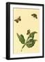 Surinam Butterflies, Moths and Caterpillars-Jan Sepp-Framed Art Print