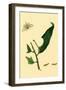 Surinam Butterflies, Moths and Caterpillars-Jan Sepp-Framed Art Print