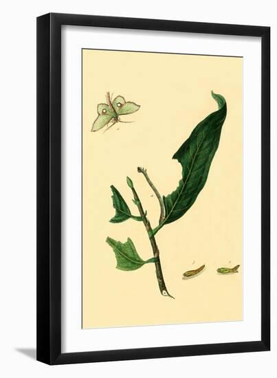 Surinam Butterflies, Moths and Caterpillars-Jan Sepp-Framed Art Print