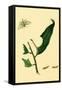 Surinam Butterflies, Moths and Caterpillars-Jan Sepp-Framed Stretched Canvas