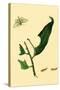 Surinam Butterflies, Moths and Caterpillars-Jan Sepp-Stretched Canvas