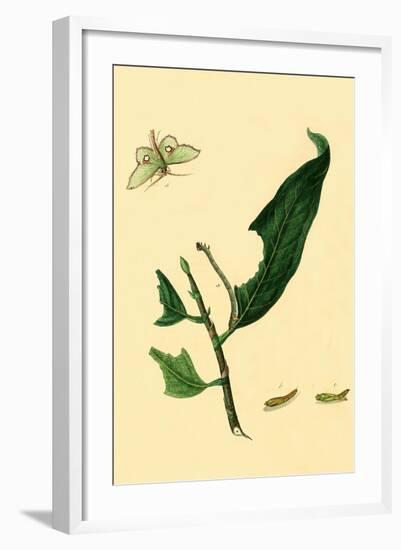 Surinam Butterflies, Moths and Caterpillars-Jan Sepp-Framed Art Print