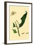 Surinam Butterflies, Moths and Caterpillars-Jan Sepp-Framed Art Print