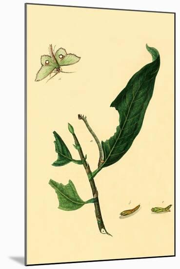 Surinam Butterflies, Moths and Caterpillars-Jan Sepp-Mounted Art Print