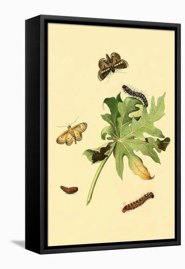 Surinam Butterflies, Moths and Caterpillars-Jan Sepp-Framed Stretched Canvas