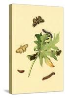 Surinam Butterflies, Moths and Caterpillars-Jan Sepp-Stretched Canvas