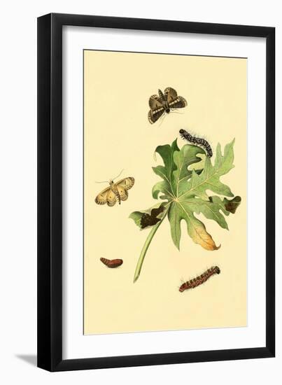 Surinam Butterflies, Moths and Caterpillars-Jan Sepp-Framed Art Print