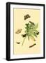 Surinam Butterflies, Moths and Caterpillars-Jan Sepp-Framed Art Print