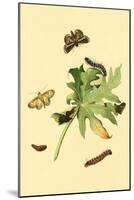 Surinam Butterflies, Moths and Caterpillars-Jan Sepp-Mounted Art Print