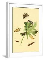 Surinam Butterflies, Moths and Caterpillars-Jan Sepp-Framed Art Print