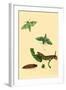 Surinam Butterflies, Moths and Caterpillars-Jan Sepp-Framed Art Print