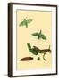 Surinam Butterflies, Moths and Caterpillars-Jan Sepp-Framed Art Print