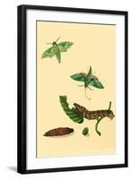 Surinam Butterflies, Moths and Caterpillars-Jan Sepp-Framed Art Print