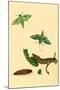 Surinam Butterflies, Moths and Caterpillars-Jan Sepp-Mounted Art Print