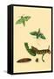 Surinam Butterflies, Moths and Caterpillars-Jan Sepp-Framed Stretched Canvas