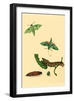 Surinam Butterflies, Moths and Caterpillars-Jan Sepp-Framed Art Print