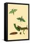 Surinam Butterflies, Moths and Caterpillars-Jan Sepp-Framed Stretched Canvas