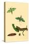 Surinam Butterflies, Moths and Caterpillars-Jan Sepp-Stretched Canvas