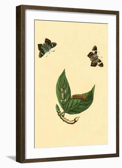 Surinam Butterflies, Moths and Caterpillars-Jan Sepp-Framed Art Print