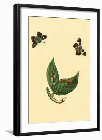 Surinam Butterflies, Moths and Caterpillars-Jan Sepp-Framed Art Print