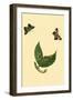 Surinam Butterflies, Moths and Caterpillars-Jan Sepp-Framed Art Print