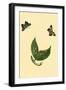 Surinam Butterflies, Moths and Caterpillars-Jan Sepp-Framed Art Print