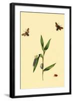 Surinam Butterflies, Moths and Caterpillars-Jan Sepp-Framed Art Print