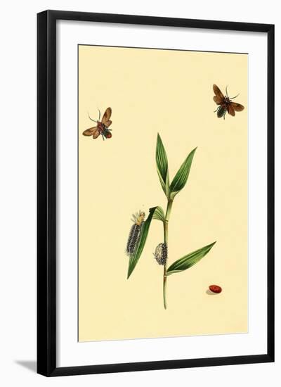 Surinam Butterflies, Moths and Caterpillars-Jan Sepp-Framed Art Print