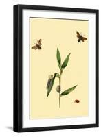 Surinam Butterflies, Moths and Caterpillars-Jan Sepp-Framed Art Print